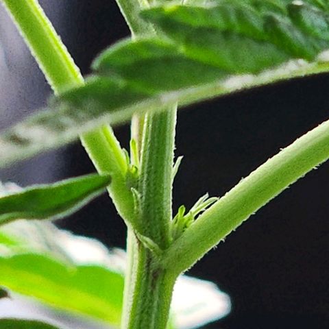 Jungle Boys La Baker growlog timeline photo