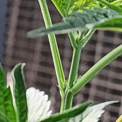 Jungle Boys La Baker growlog timeline photo
