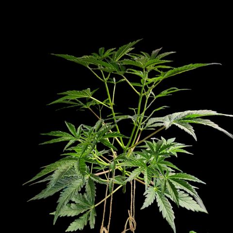 Jungle Boys La Baker growlog timeline photo