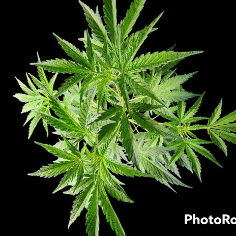 Jungle Boys La Baker growlog timeline photo