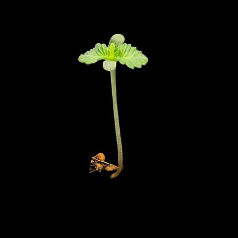 Tropicana Cherry growlog timeline photo