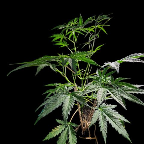 Jungle Boys La Baker growlog timeline photo