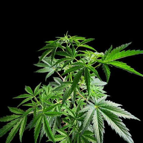 Jungle Boys La Baker growlog timeline photo