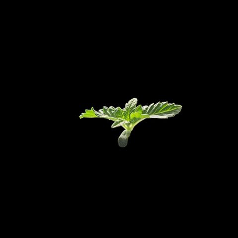 Tropicana Cherry growlog timeline photo