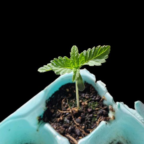 Tropicana Cherry growlog timeline photo