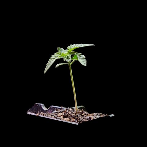 Tropicana Cherry growlog timeline photo