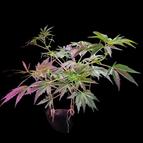 Jungle Boys La Baker growlog timeline photo