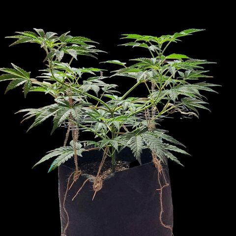 Jungle Boys La Baker growlog timeline photo