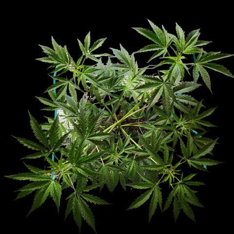 Jungle Boys La Baker growlog timeline photo