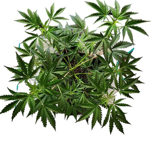 Jungle Boys La Baker growlog timeline photo