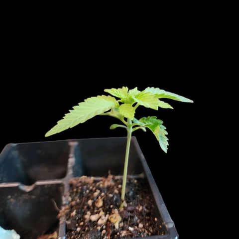 Tropicana Cherry growlog timeline photo