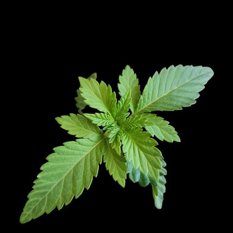 Tropicana Cherry growlog timeline photo