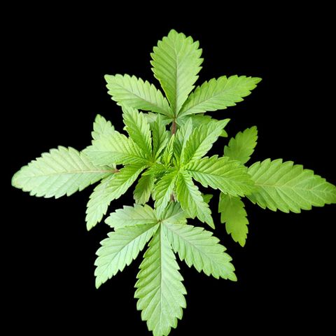 Tropicana Cherry growlog timeline photo