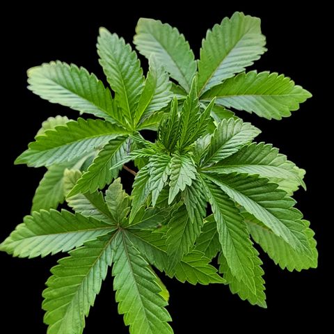 Tropicana Cherry growlog photo: This one's growing super tight very little Spacing between nodes