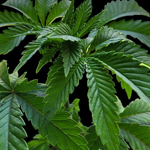 Tropicana Cherry growlog photo: This one's growing super tight very little Spacing between nodes