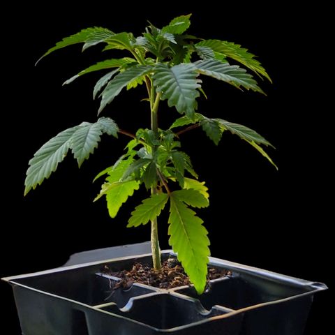 Tropicana Cherry growlog photo: This one's growing super tight very little Spacing between nodes