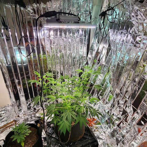 Jungle Boys La Baker growlog timeline photo
