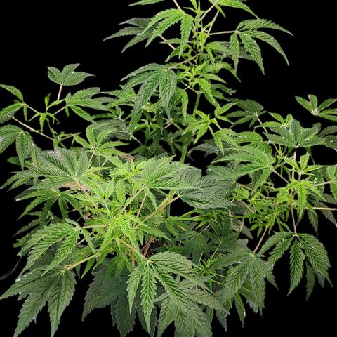 Jungle Boys La Baker growlog photo: Seeing some leaf curl since moving to New light.