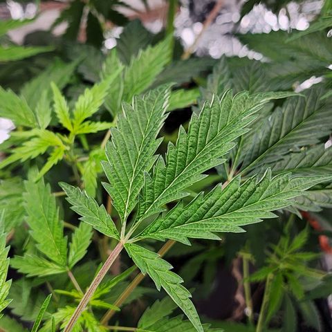Jungle Boys La Baker growlog photo: Seeing some leaf curl since moving to New light.