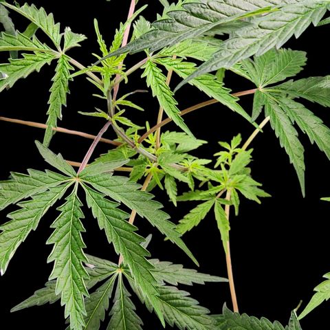 Jungle Boys La Baker growlog photo: Trying to fix the heat stress