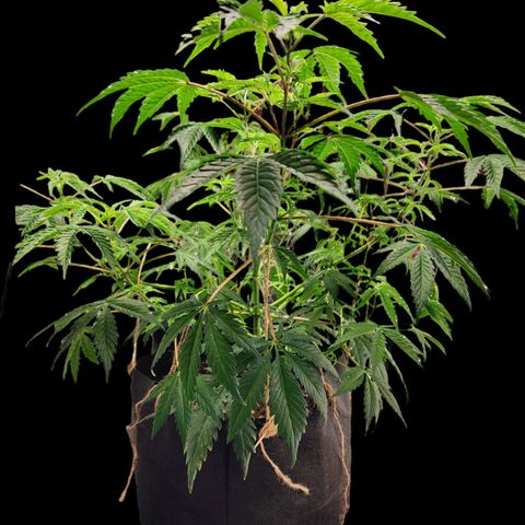 Jungle Boys La Baker growlog photo: Trying to fix the heat stress