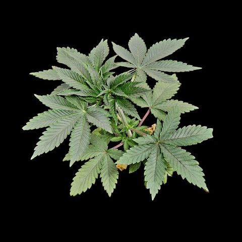 Tropicana Cherry growlog timeline photo