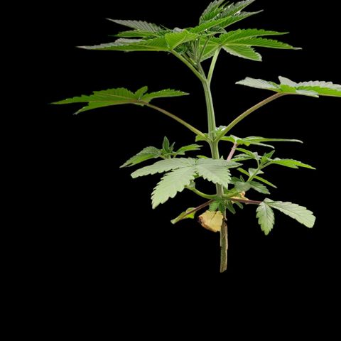 Tropicana Cherry growlog timeline photo