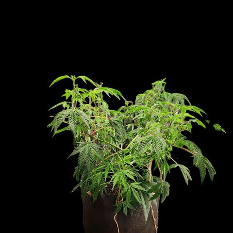 Jungle Boys La Baker growlog photo: Took 8 damaged fan leaves off