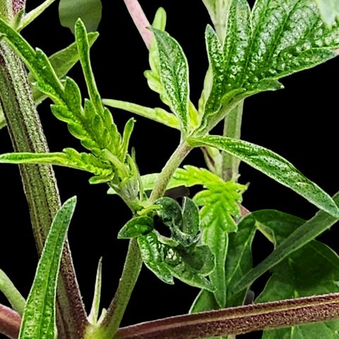Jungle Boys La Baker growlog photo: Took 8 damaged fan leaves off