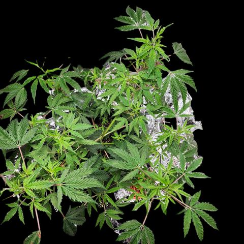 Jungle Boys La Baker growlog photo: Took 8 damaged fan leaves off