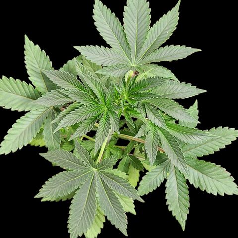 Tropicana Cherry growlog photo: Little leaf twisting 