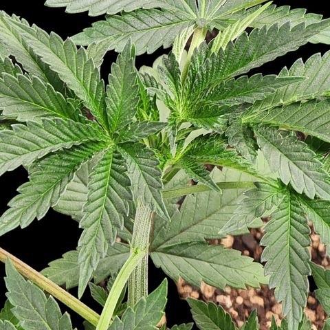Tropicana Cherry growlog photo: Little leaf twisting 