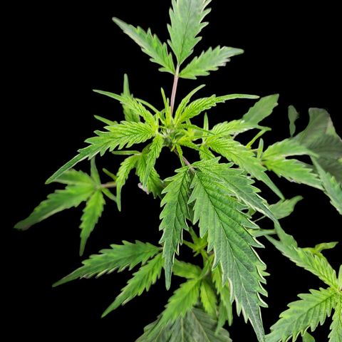 Jungle Boys La Baker growlog timeline photo