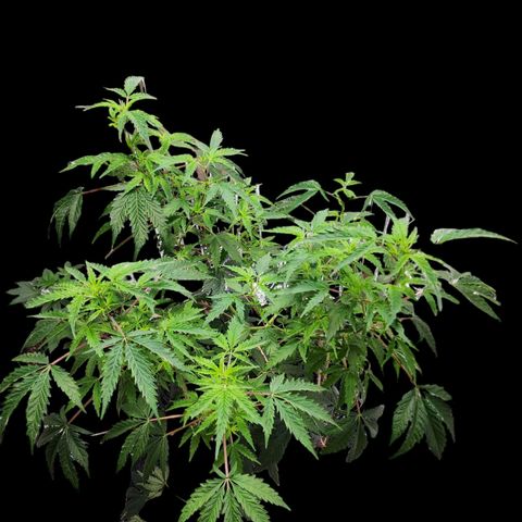 Jungle Boys La Baker growlog timeline photo