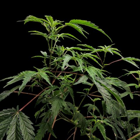 Jungle Boys La Baker growlog timeline photo