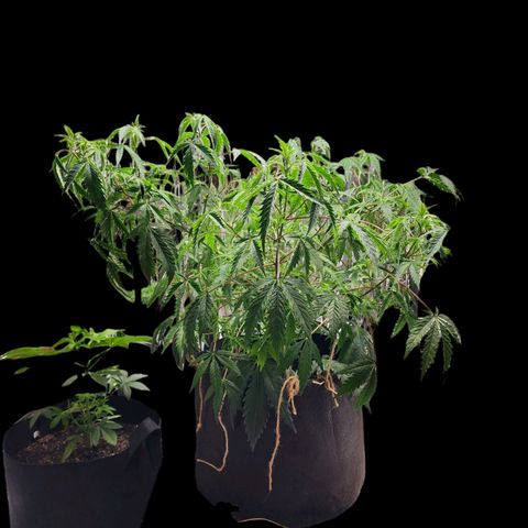 Jungle Boys La Baker growlog photo: She looks super sad....watered her with nutrients