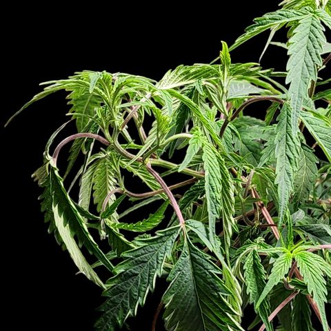 Jungle Boys La Baker growlog photo: She looks super sad....watered her with nutrients
