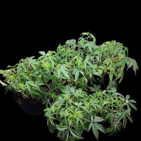 Jungle Boys La Baker growlog photo: She looks super sad....watered her with nutrients