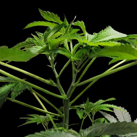 Tropicana Cherry growlog photo: This lady has topped herself! I've never seen one split like this.