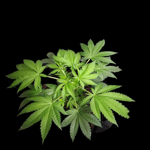 Tropicana Cherry growlog photo: This lady has topped herself! I've never seen one split like this.