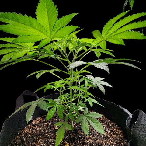 Tropicana Cherry growlog photo: This lady has topped herself! I've never seen one split like this.