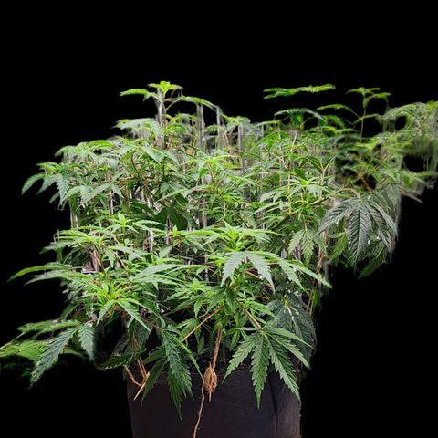 Jungle Boys La Baker growlog photo: Looking much better after her watering