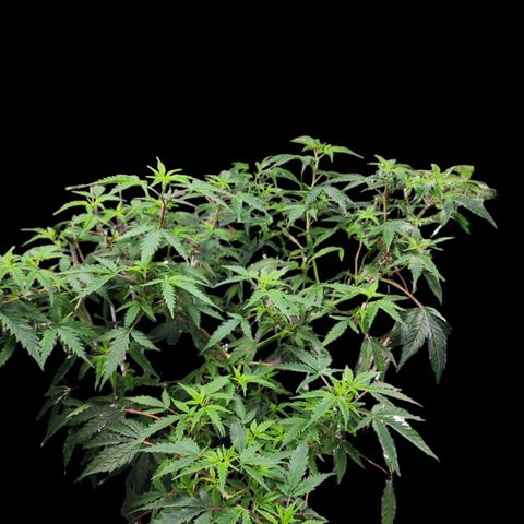 Jungle Boys La Baker growlog photo: Looking much better after her watering