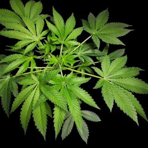 Tropicana Cherry growlog timeline photo