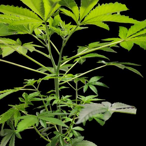 Tropicana Cherry growlog timeline photo