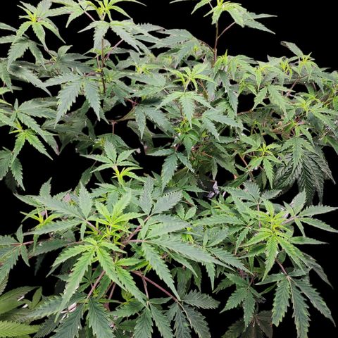 Jungle Boys La Baker growlog timeline photo