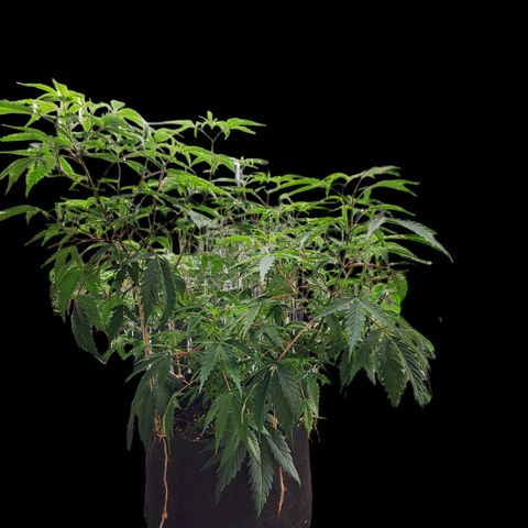 Jungle Boys La Baker growlog timeline photo