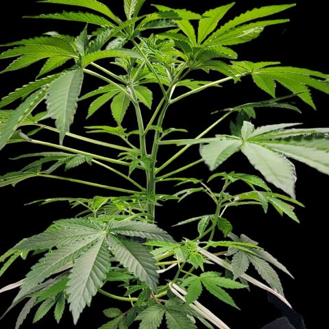 Tropicana Cherry growlog timeline photo