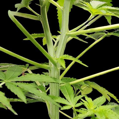 Tropicana Cherry growlog timeline photo