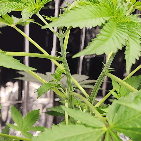 Tropicana Cherry growlog timeline photo